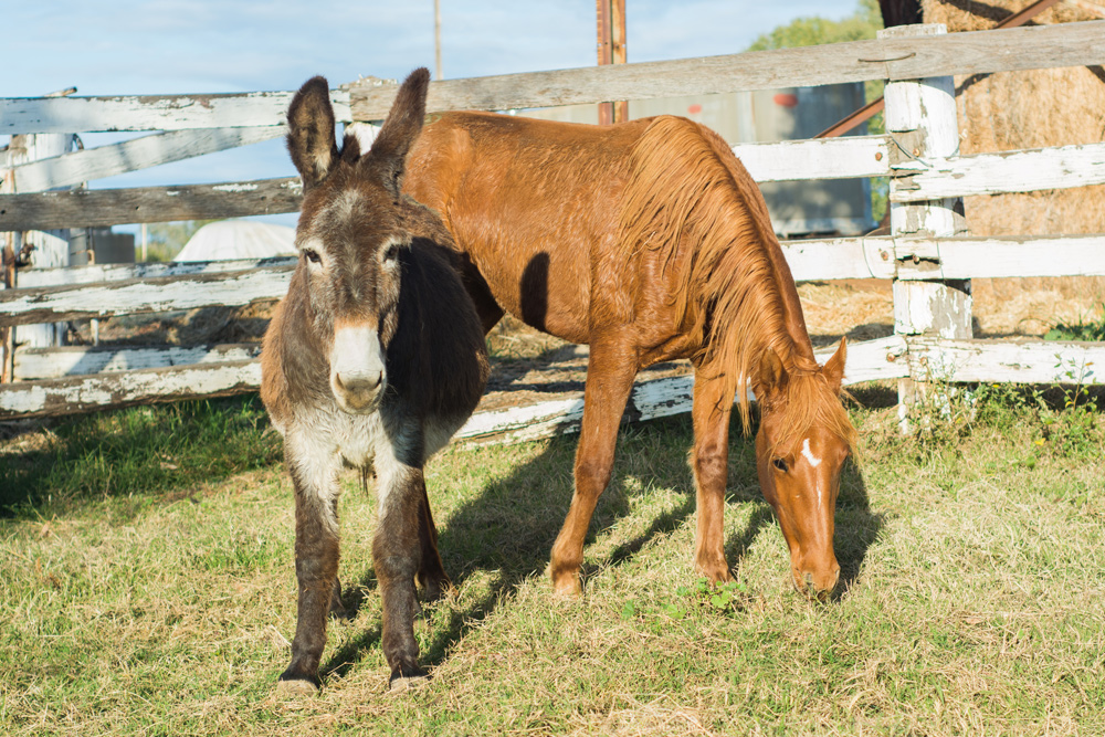 horse weight donkey and horse in pasture