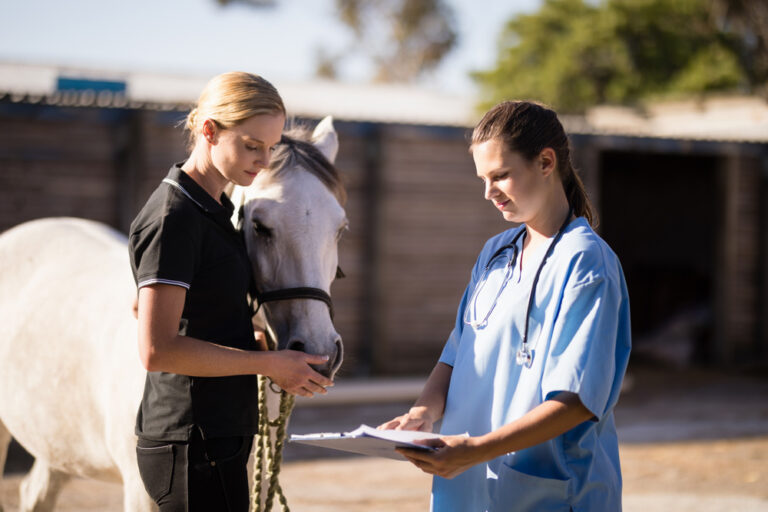 osteoarthritis vet owner horse