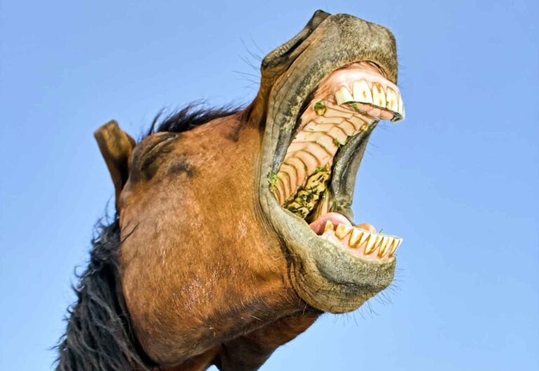 weight loss horse open mouth showing teeth