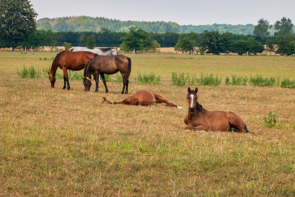 sleep deprivation REM sleep horse laying down