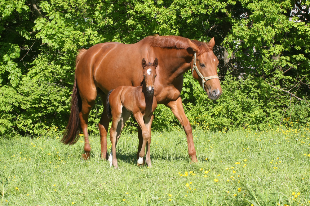 exercise general health senior breeding animals mare and foal