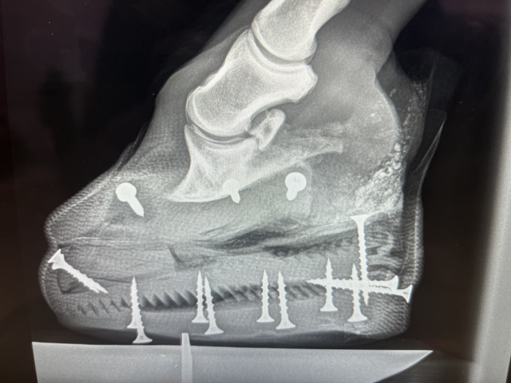 hoof care—chronic laminitic foot Dr. Carlos Carvajal