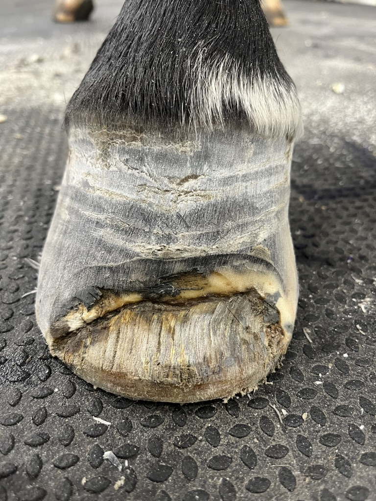hoof care—white line disease wall resection Carvajal