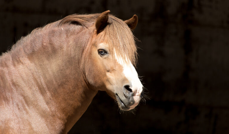 Portrait of a horse at the zoo