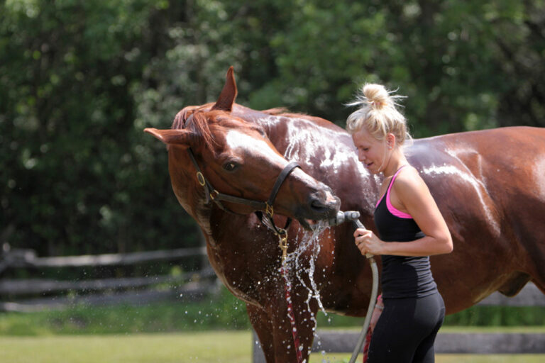 horse behavior horse drinking from hose