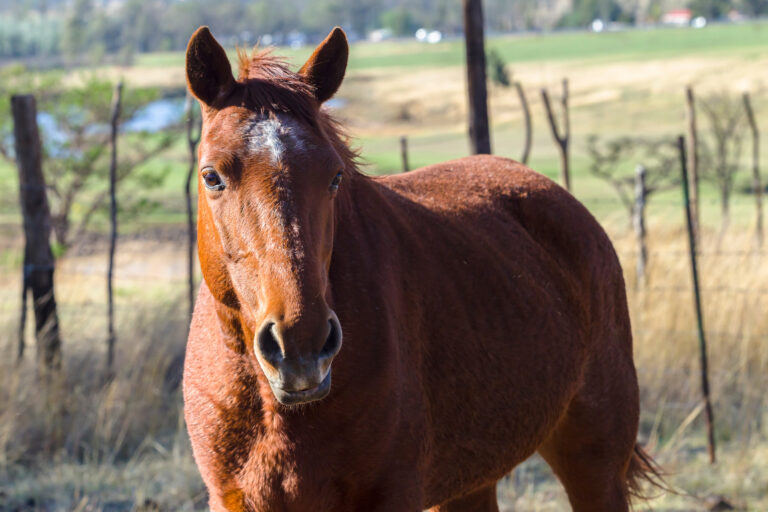 Horse closeup portrait retired aged to paddock pastures