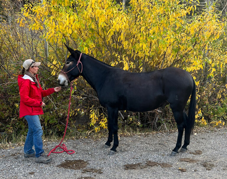 mule woman red coat golden aspens background