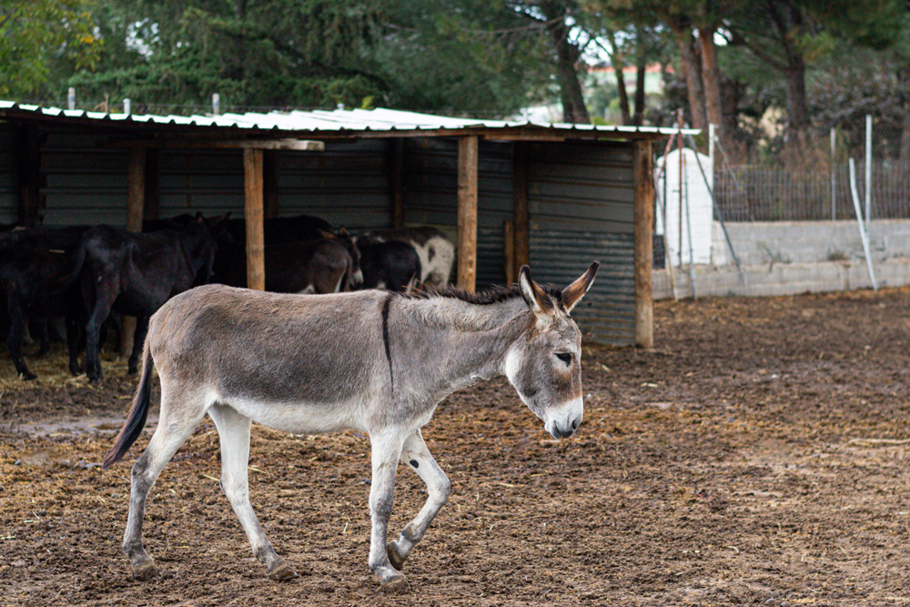 donkey in dry lot