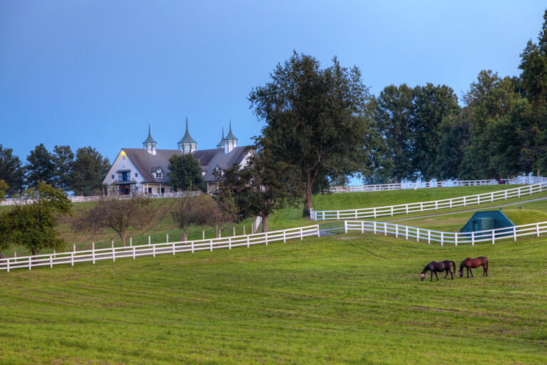 NSC horse grazing green grass