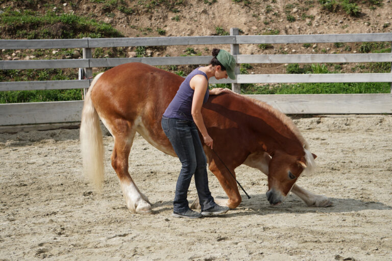 positive reinforcement trick horse