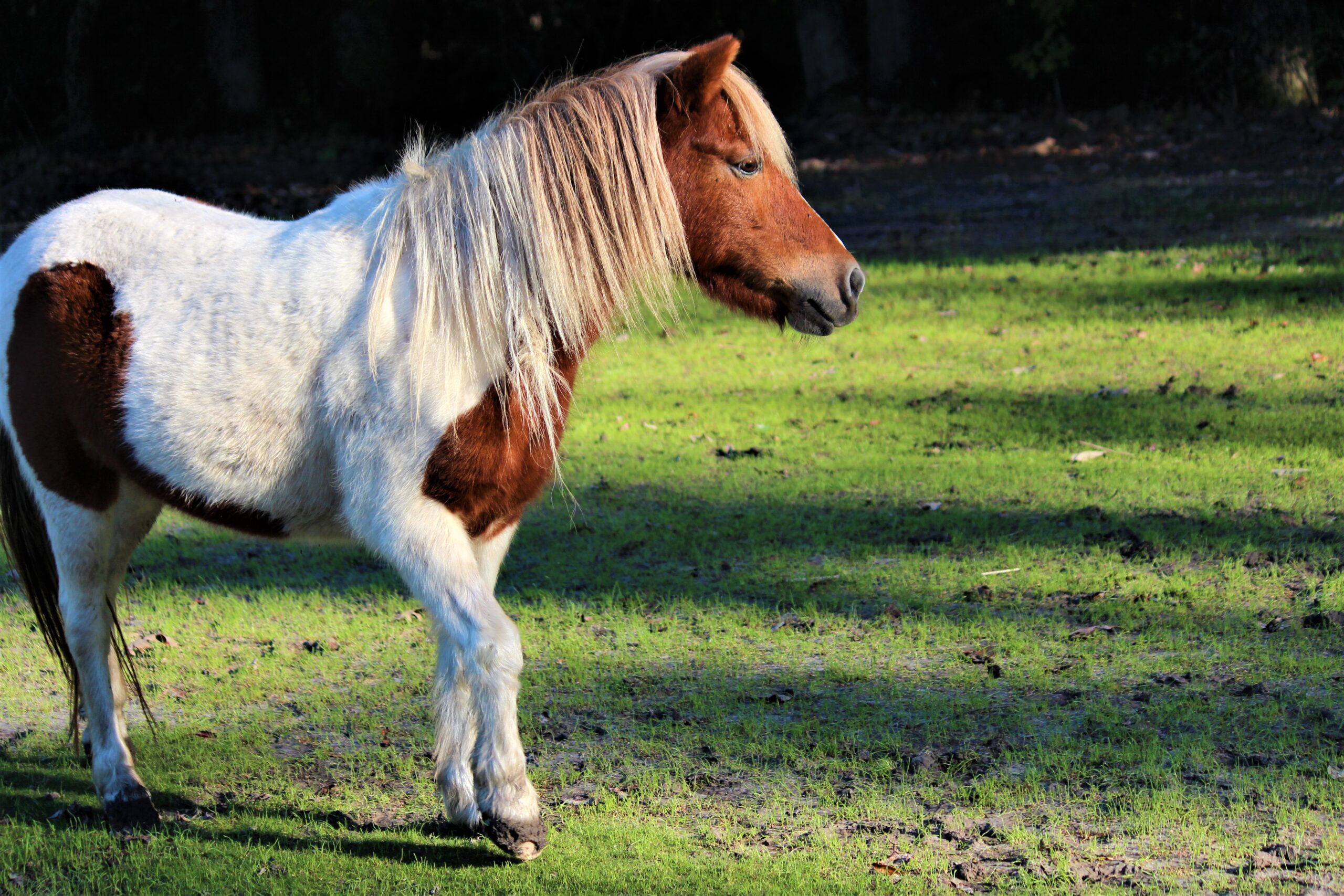 pasture pony NSC ID horses