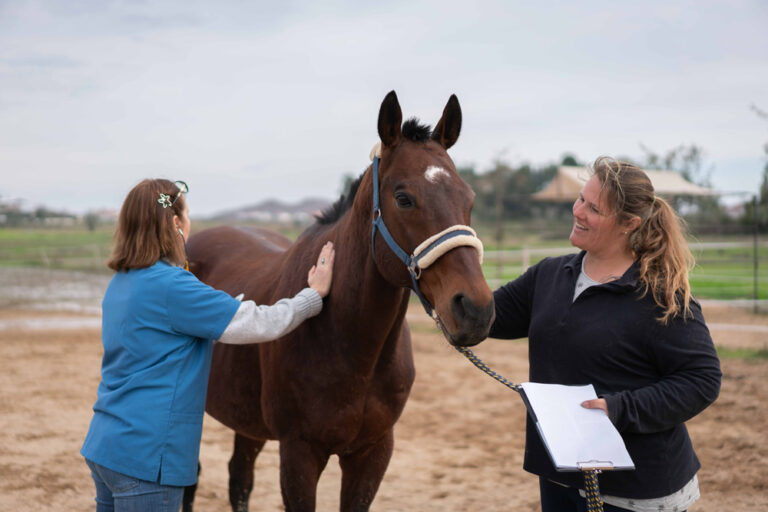 inflamm-aging research senior horse