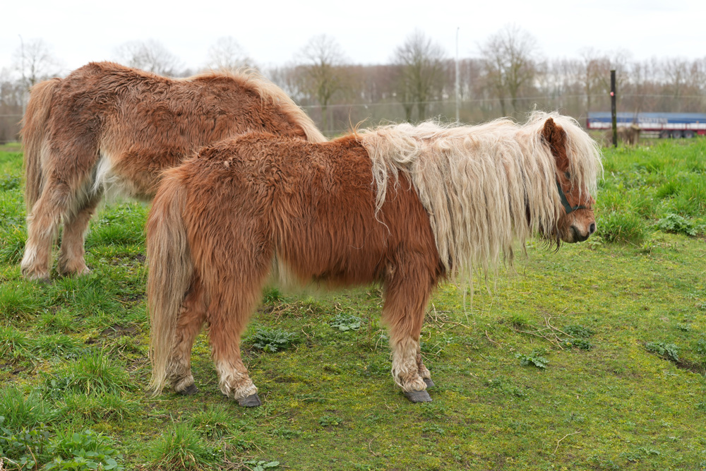 pergolyde mesylate (Prascend) shaggy ponies PPID thyroid