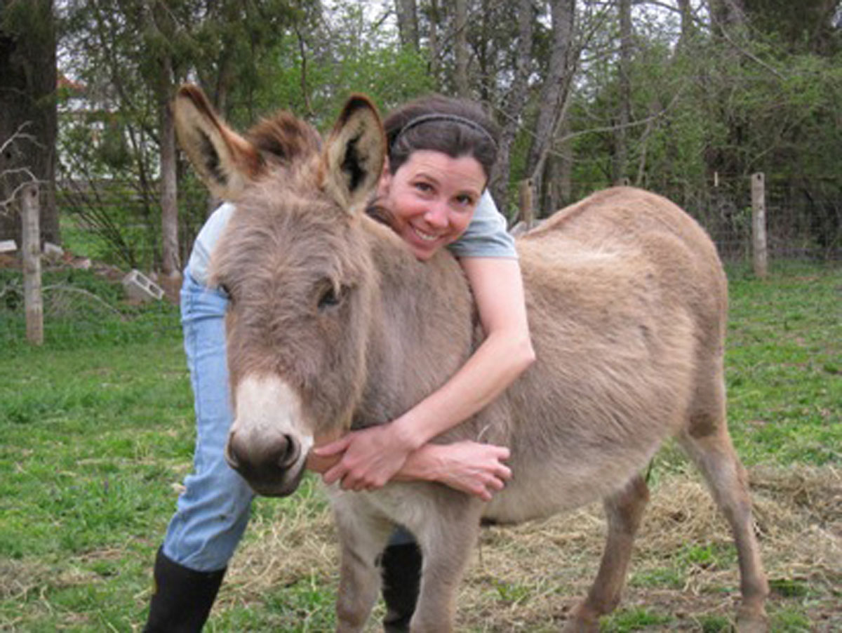 restricting feed donkey overweight