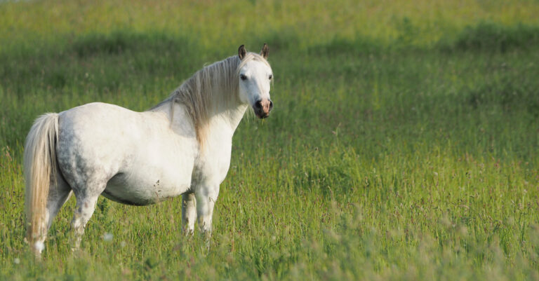 Grey Pony in Long Grass