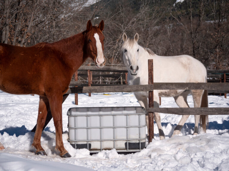 Horses about to drink on a cold winter morning