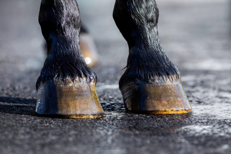 Horse hoof washing with water outdoors. Horse wet legs standing on nature background