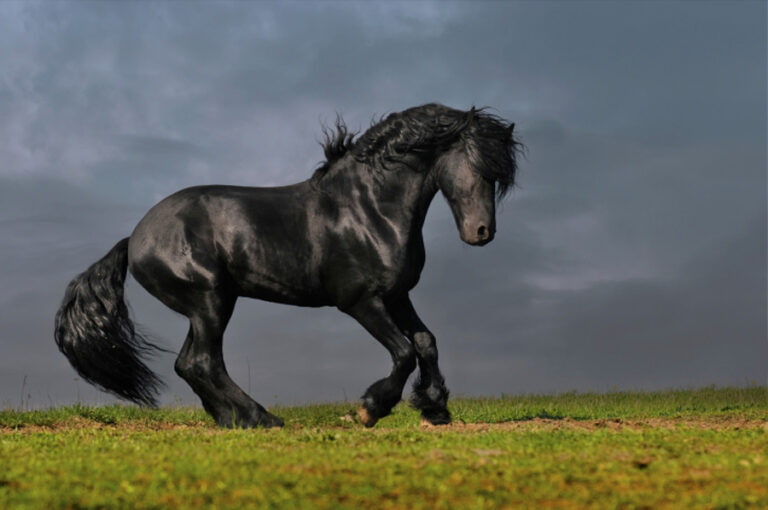 Friesian stallion
