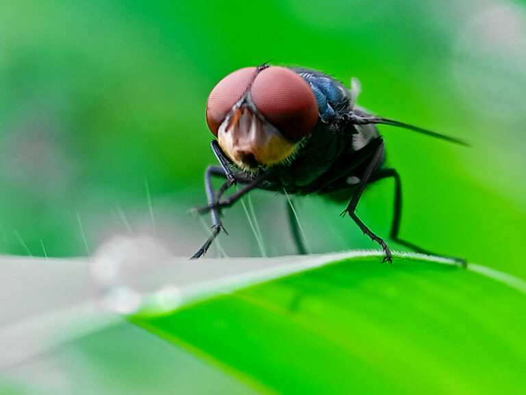 Cochliomyia hominivorax, the New World screw-worm fly, or screw-worm for short, is a species of parasitic fly that is well known for the way in which its larvae (maggots) eat the living tissue