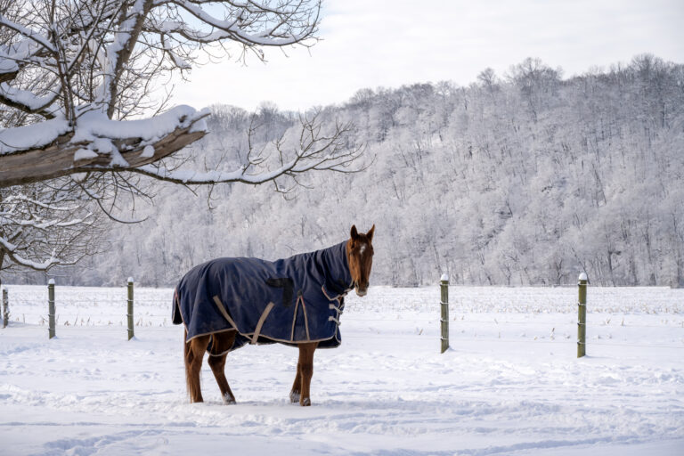 Horse in Wintertime farmland