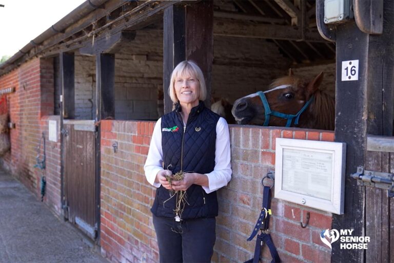 Hospitalized senior horses