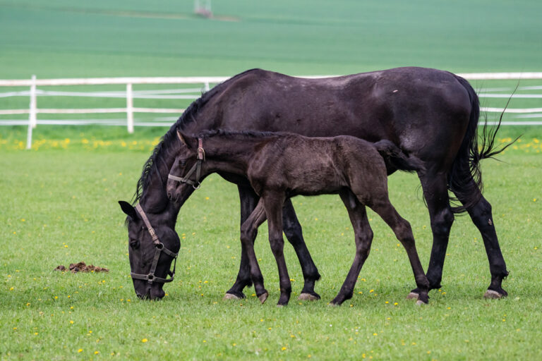 black older mare and foal in field