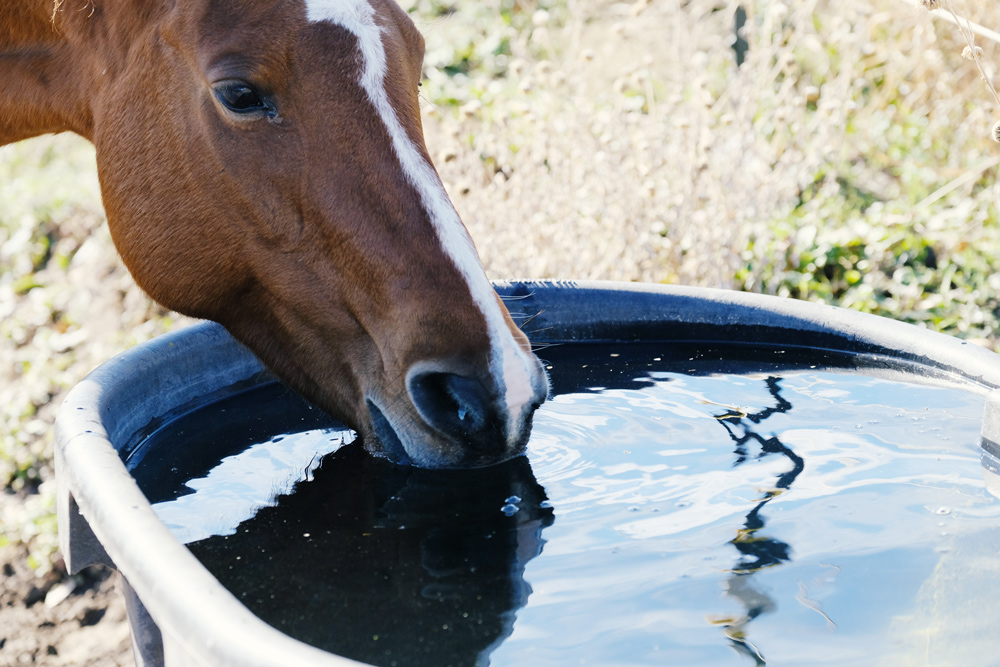 EPM horse drinking water tank