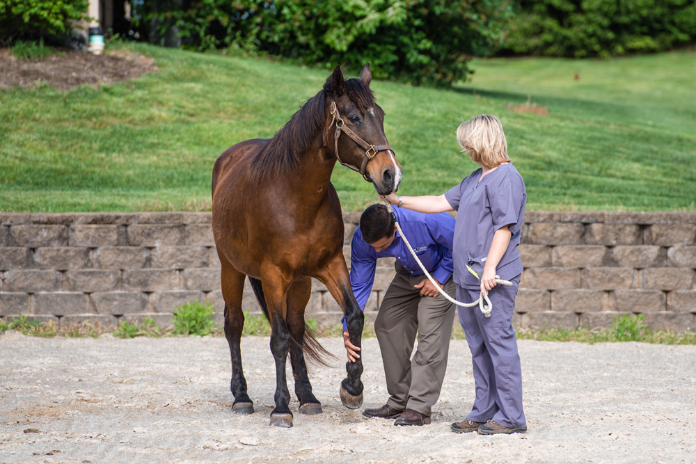 lameness exam vet horse tech