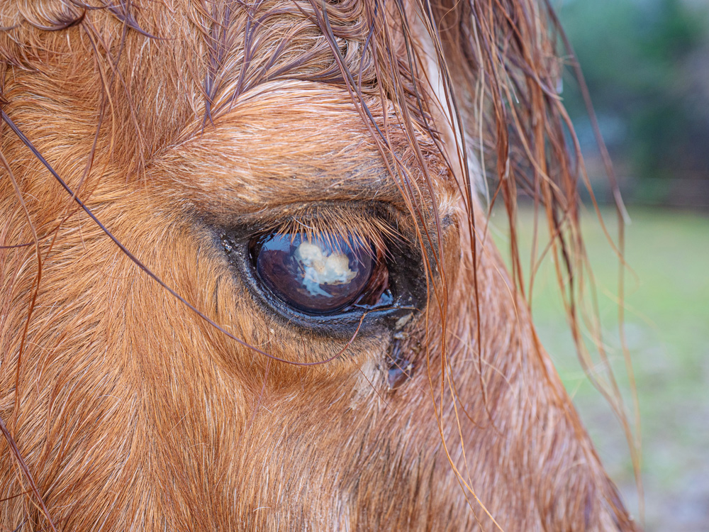 eye closeup moon blindness in pony