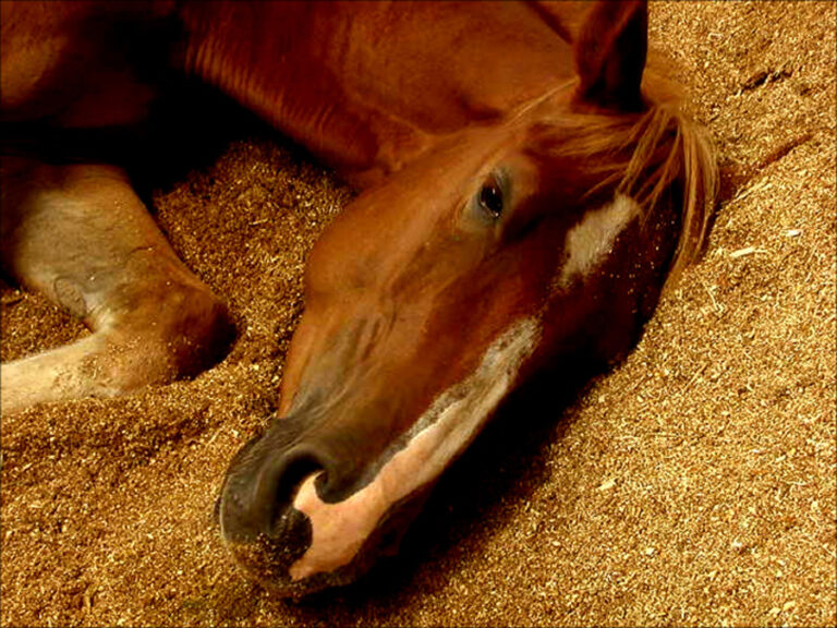 senior horse lying down physiologic changes