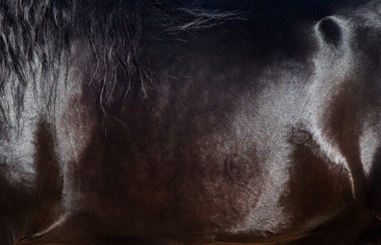 horse coat closeup shiney healthy