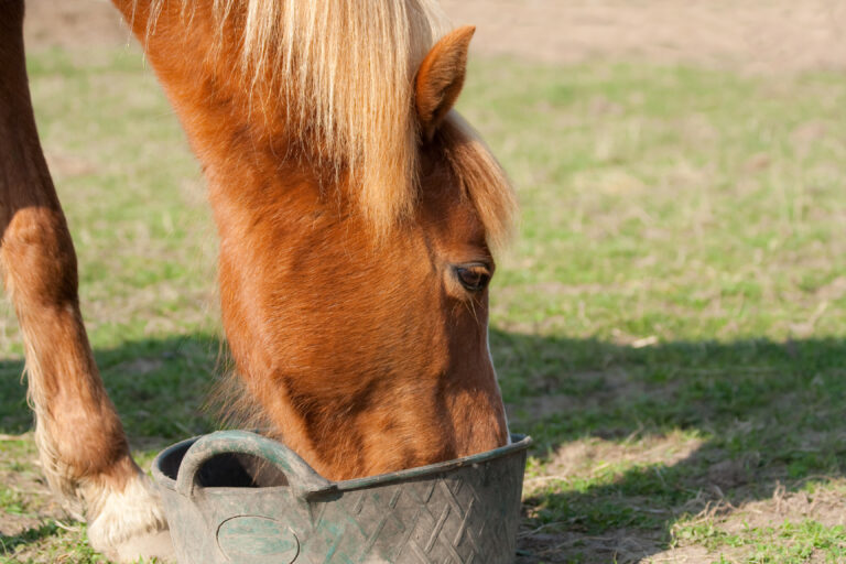 drinking from feed bucket