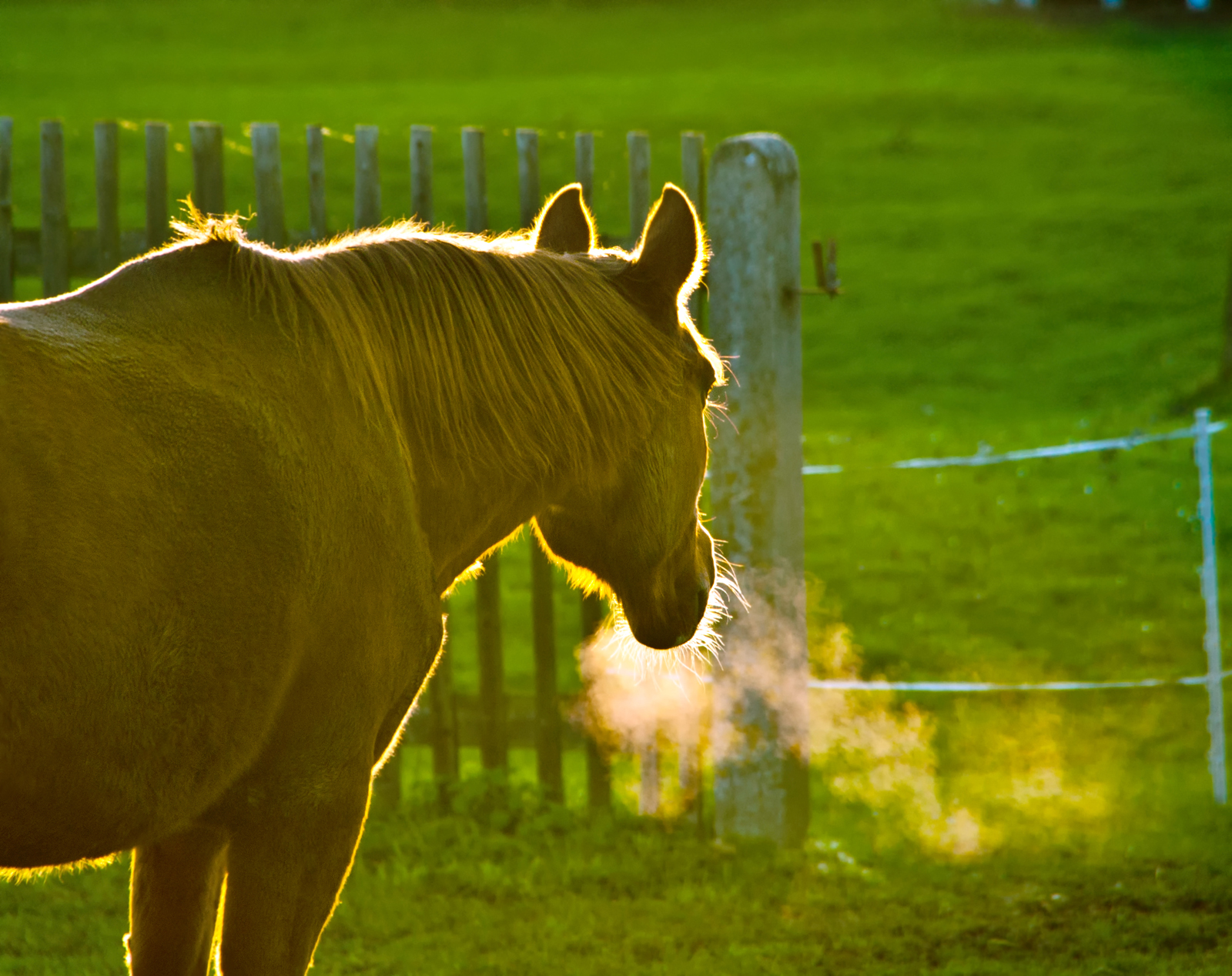 Brown horse in backlit at fall - cold evening