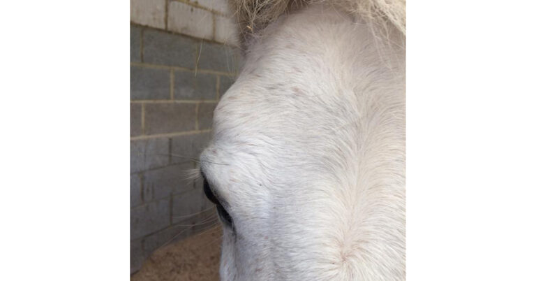 intraorbital fat pad