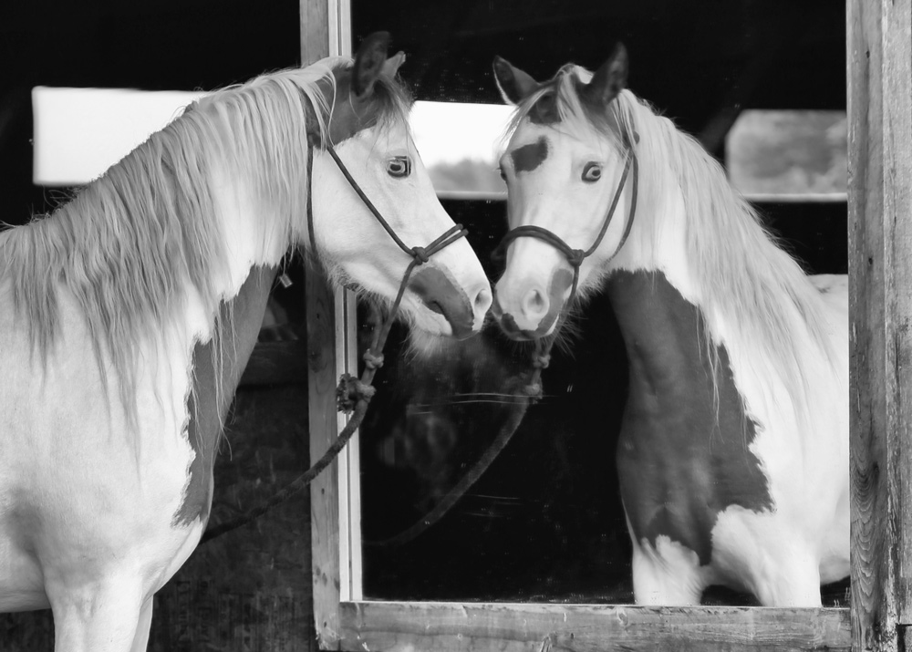 mirror horse black and white image environmental enrichment