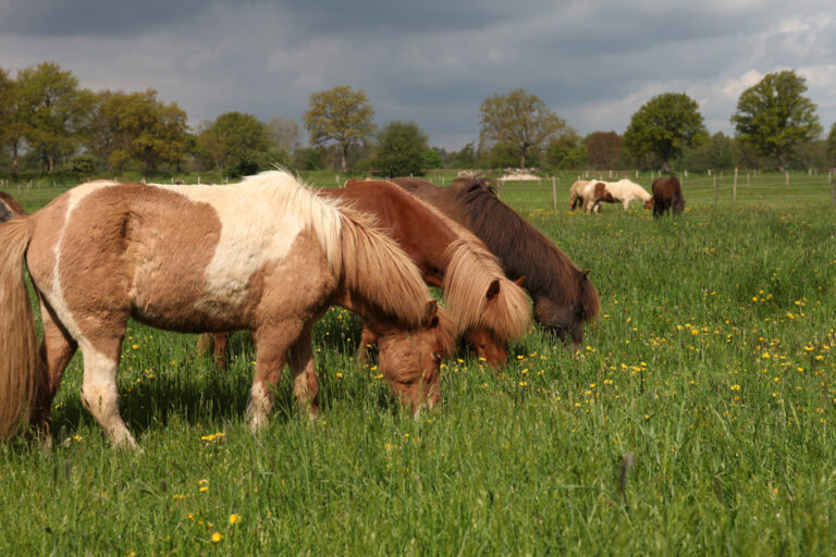 ponies grazing laminitis research