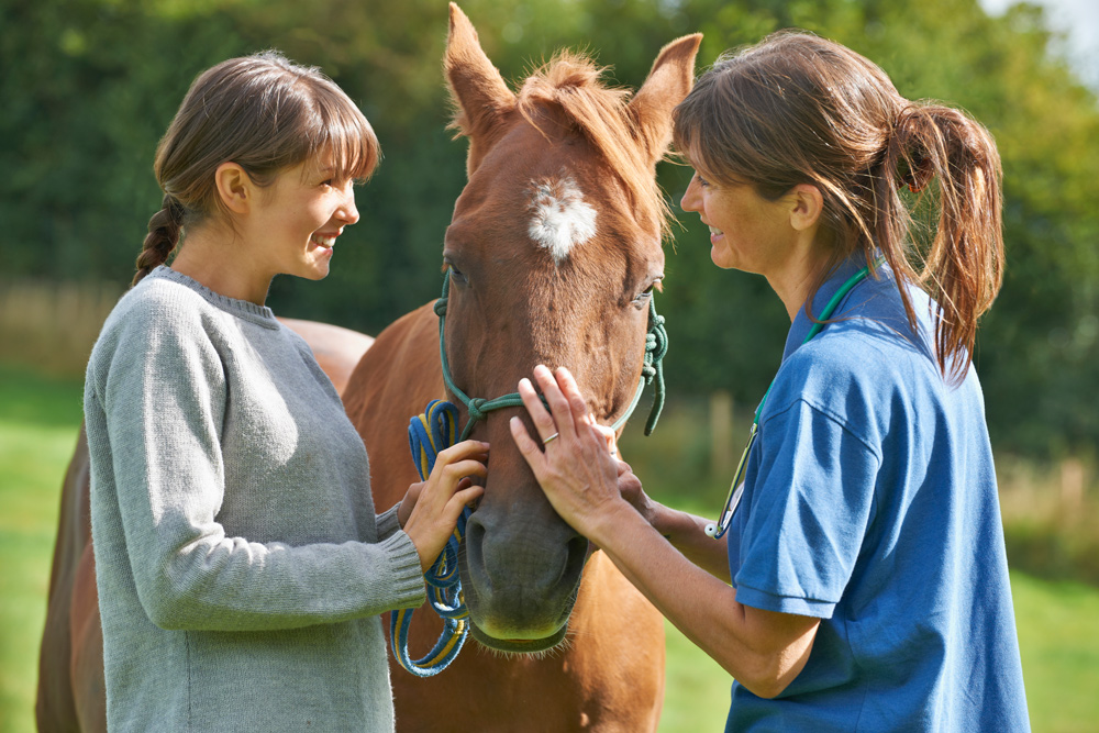 annual wellness exam vet horse owner