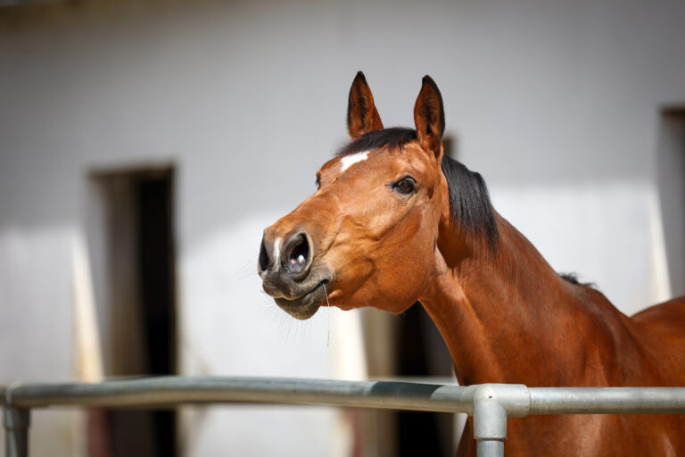 Horse in head portraits while neighing with pricked ears