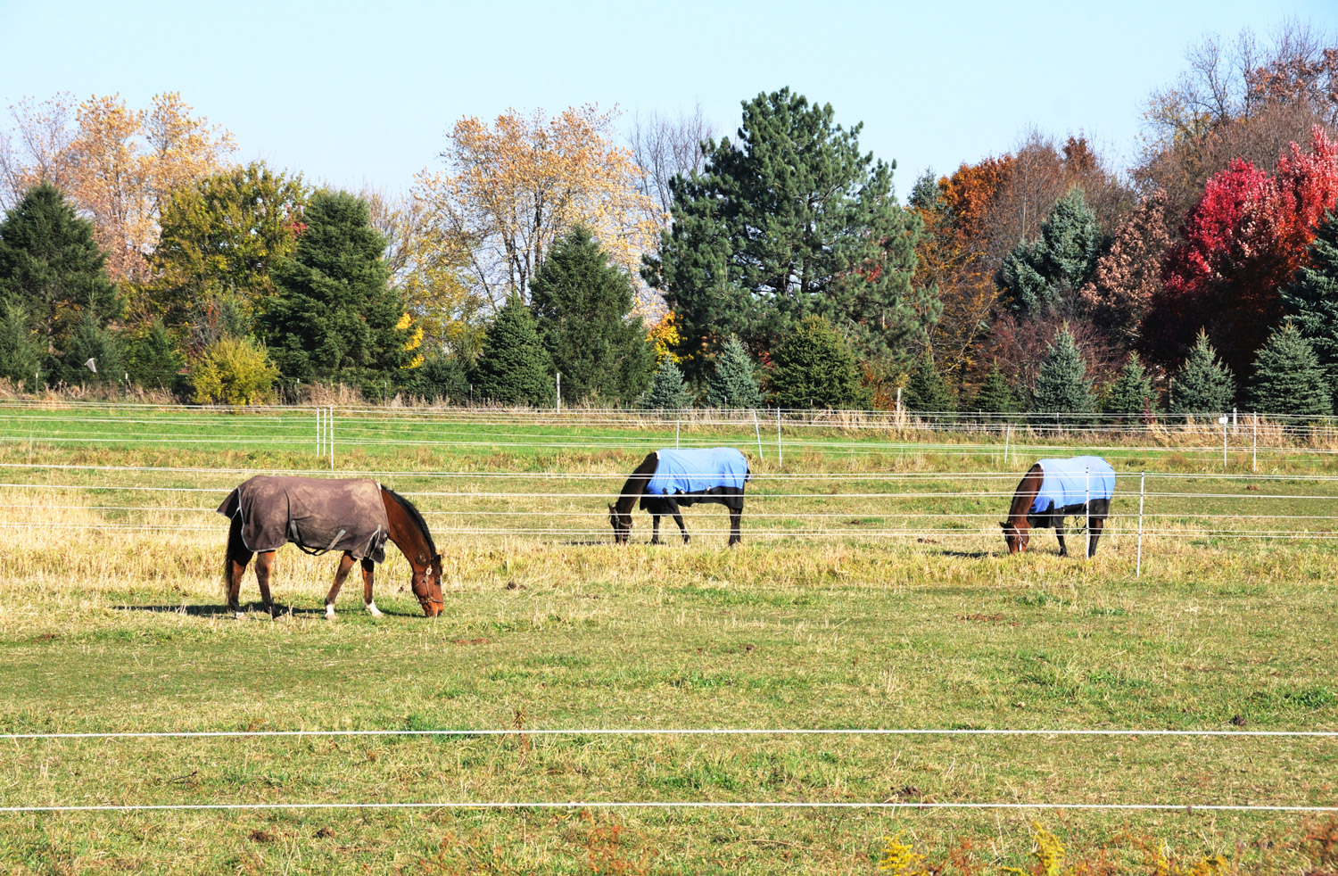 managing senior horse in herds