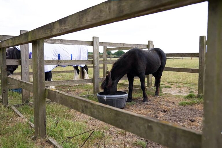 no long fiber horses