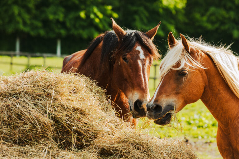 Two beautiful horses feeding on hay in the summer on farm scenery