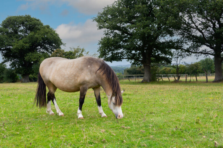 Pretty but very fat pony enjoying eating the grass in her field on a sunny summers day, risking getting laminitis or other illness related to overweight horses