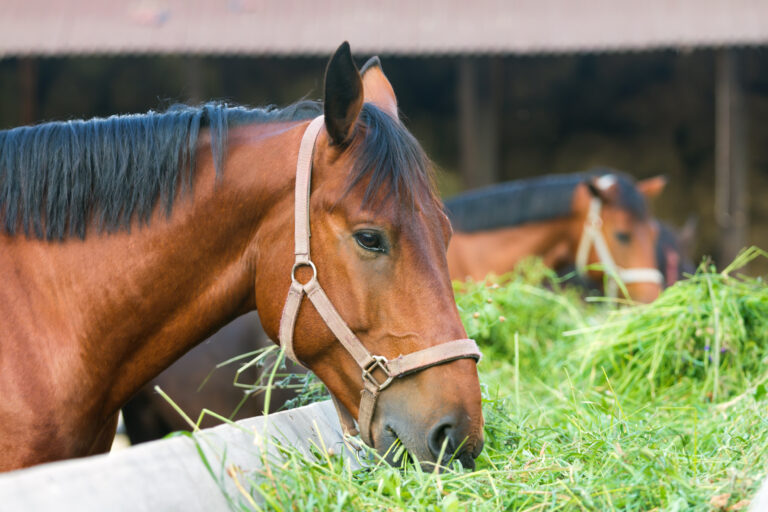 horse eating hay