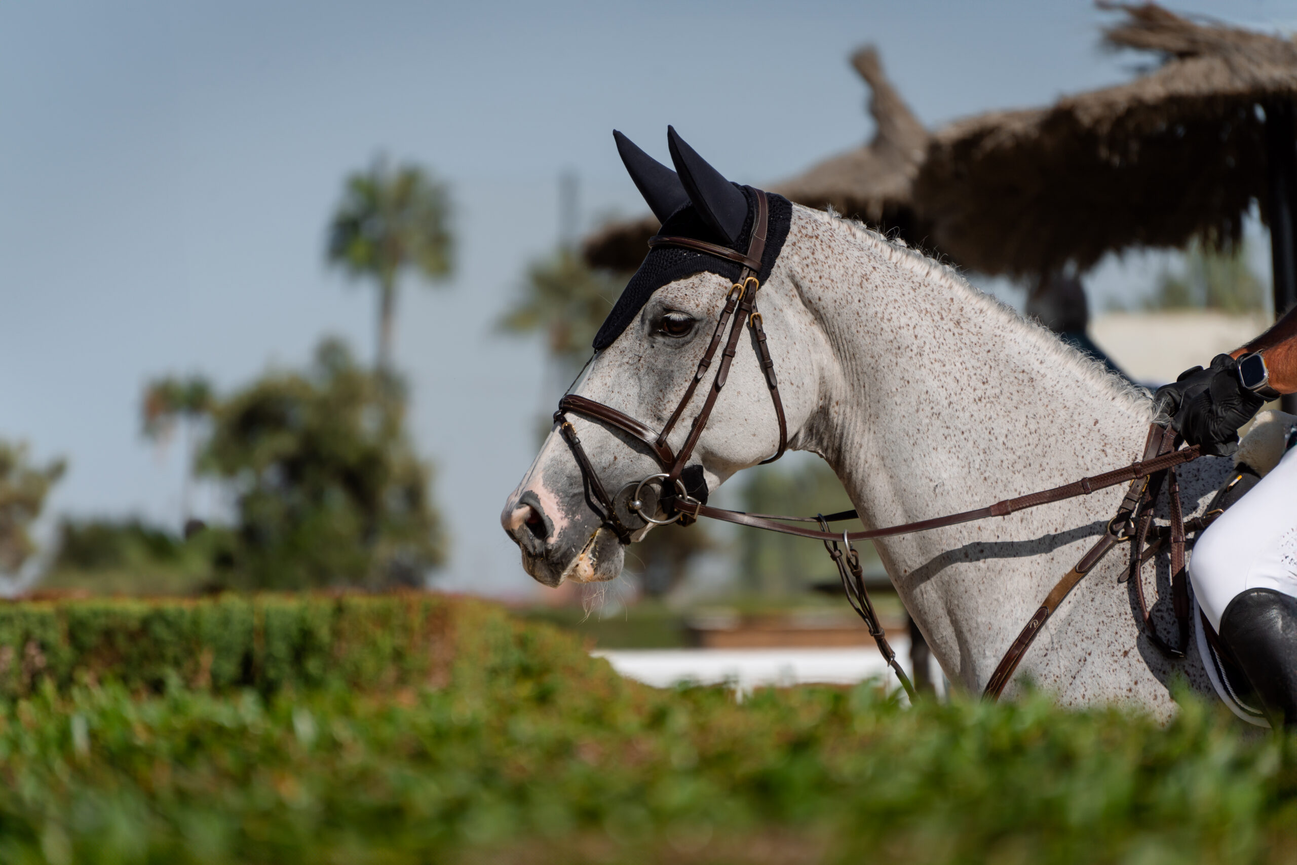 Face portrait of a grey fleabitten showjumping competition horse with blue sky and green background