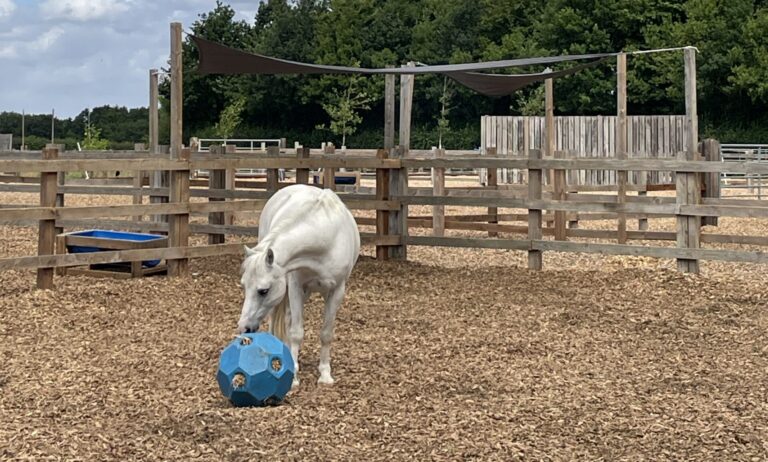 Woodchip paddock enrichment