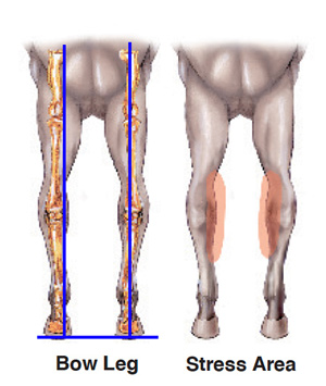 equine bow leg and stress area diagram
