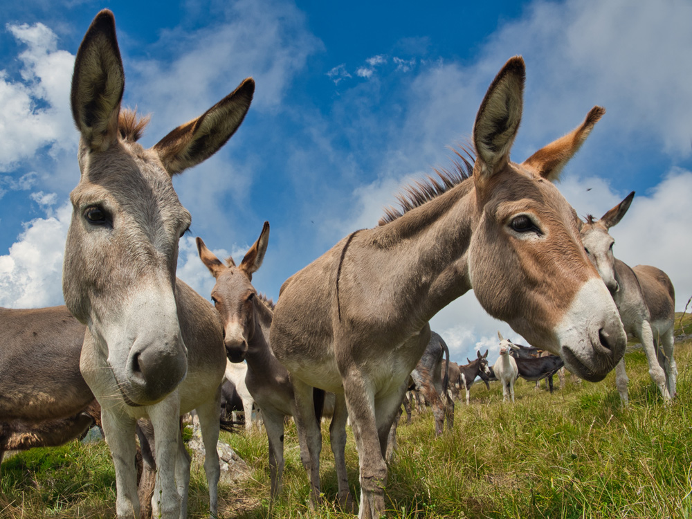 donkeys in field