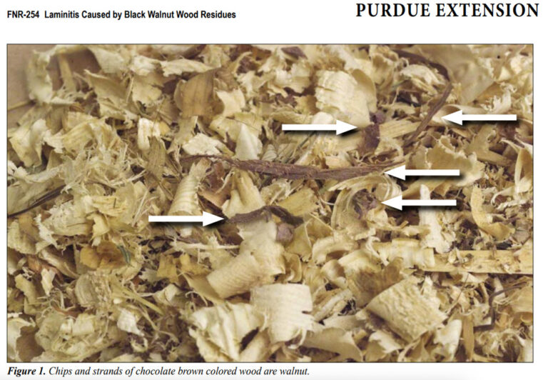 black walnut wood in shavings