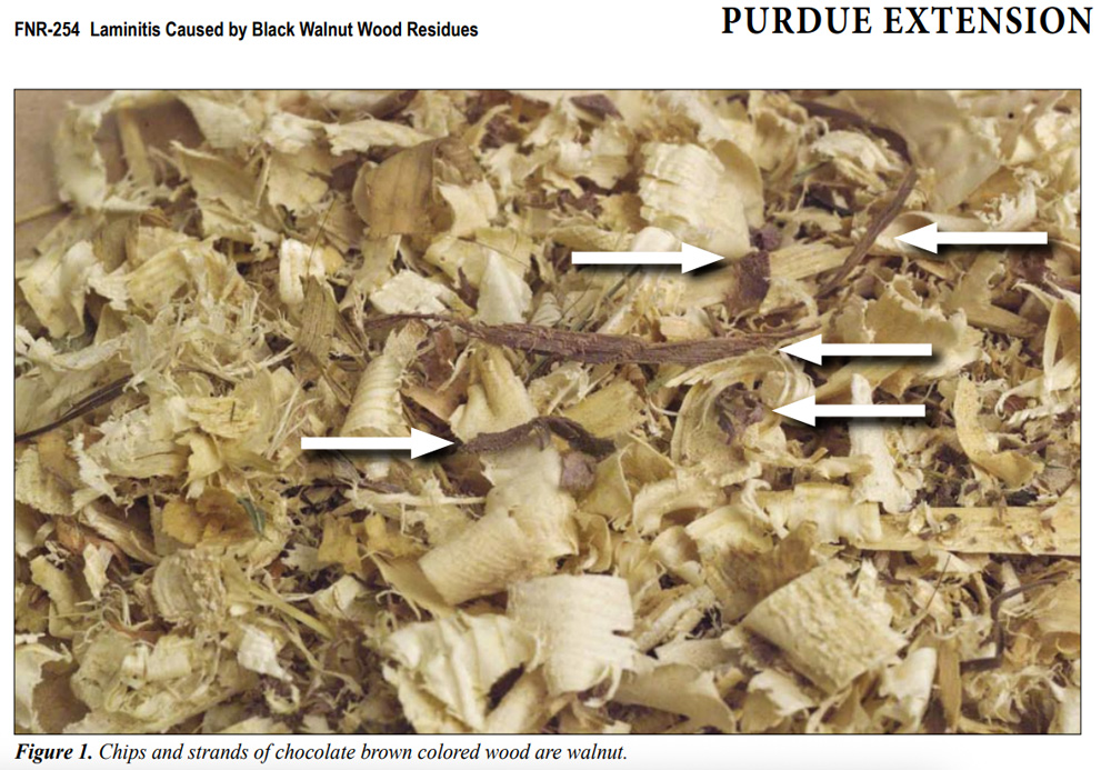 black walnut wood in shavings