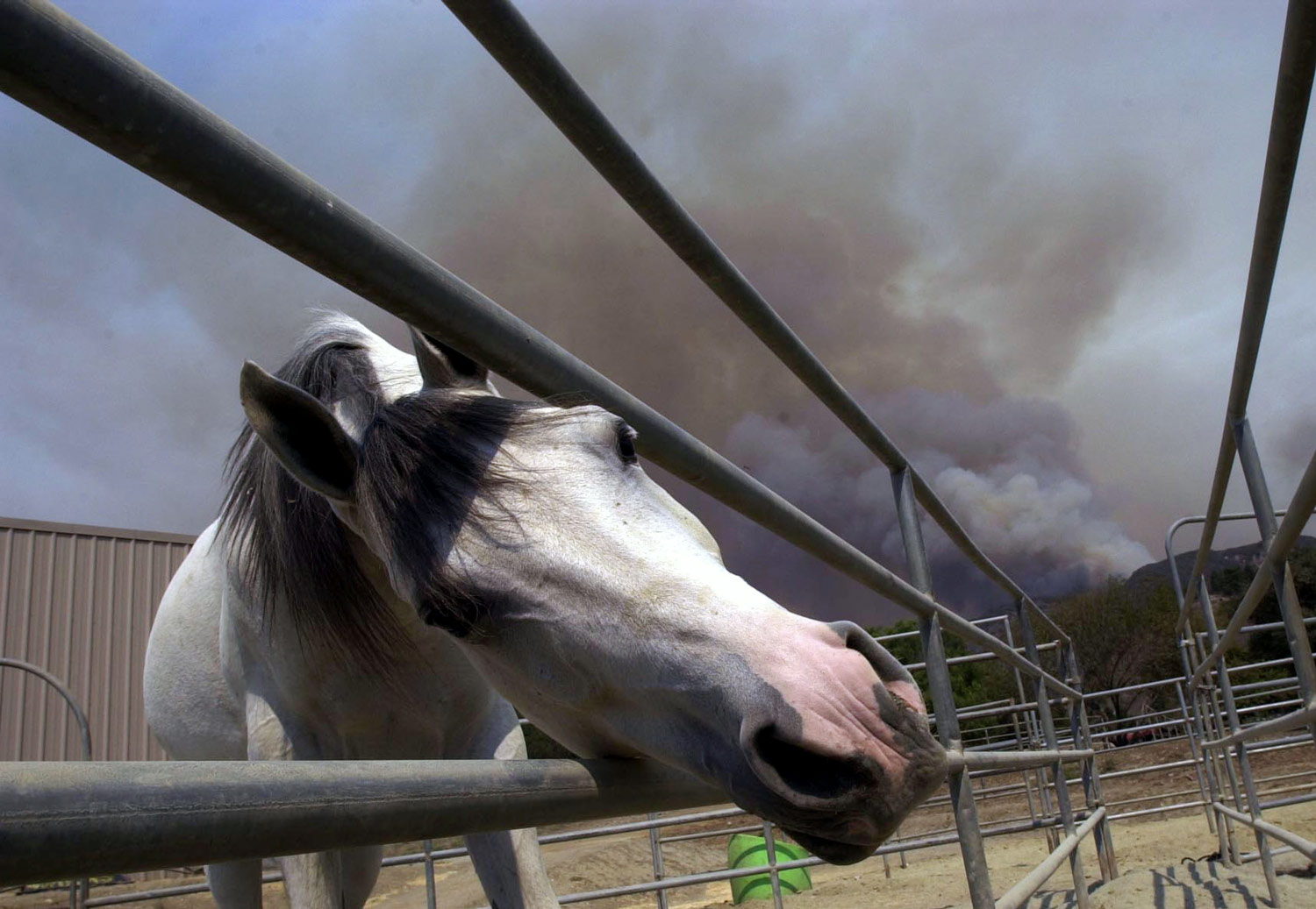 gray horse foreground wildfires background